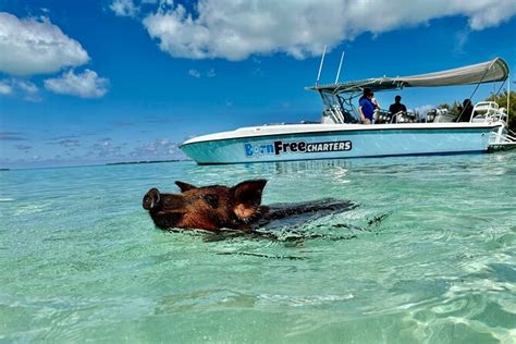 eleuthera pigs|Eleuthera Tours & Boat Rentals 